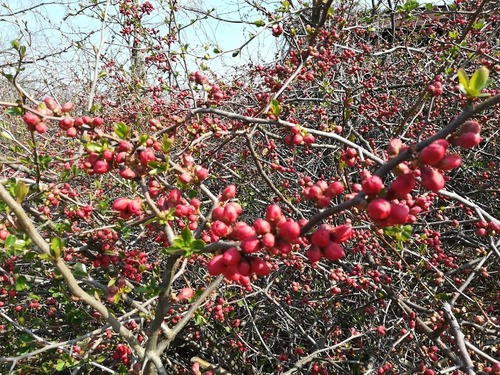 Pigwowiec japoński (chaenomeles japonica)